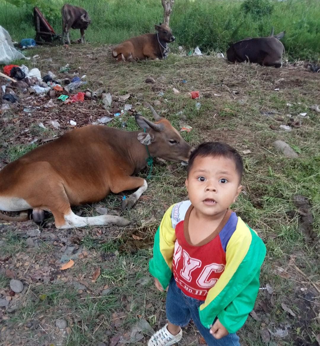 Ilustrasi berita NASIONAL: Melonjak Tajam, Harga Sapi Kurban di Makassar Mencapai Rp 23 Juta Per Ekor