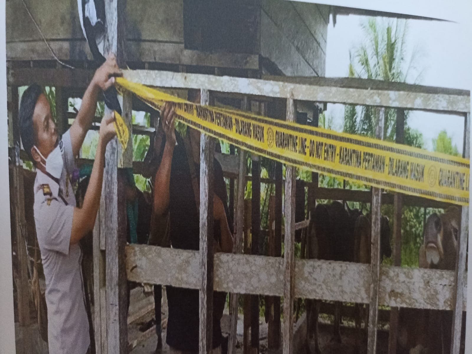 Kandang sapi dipasangi police line