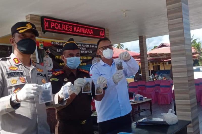 PEMUSNAHAN NARKOBA DI KAIMANA