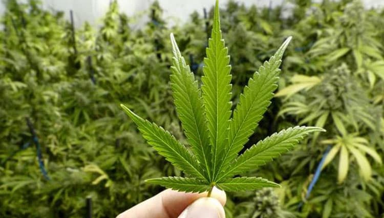Tanaman Ganja
