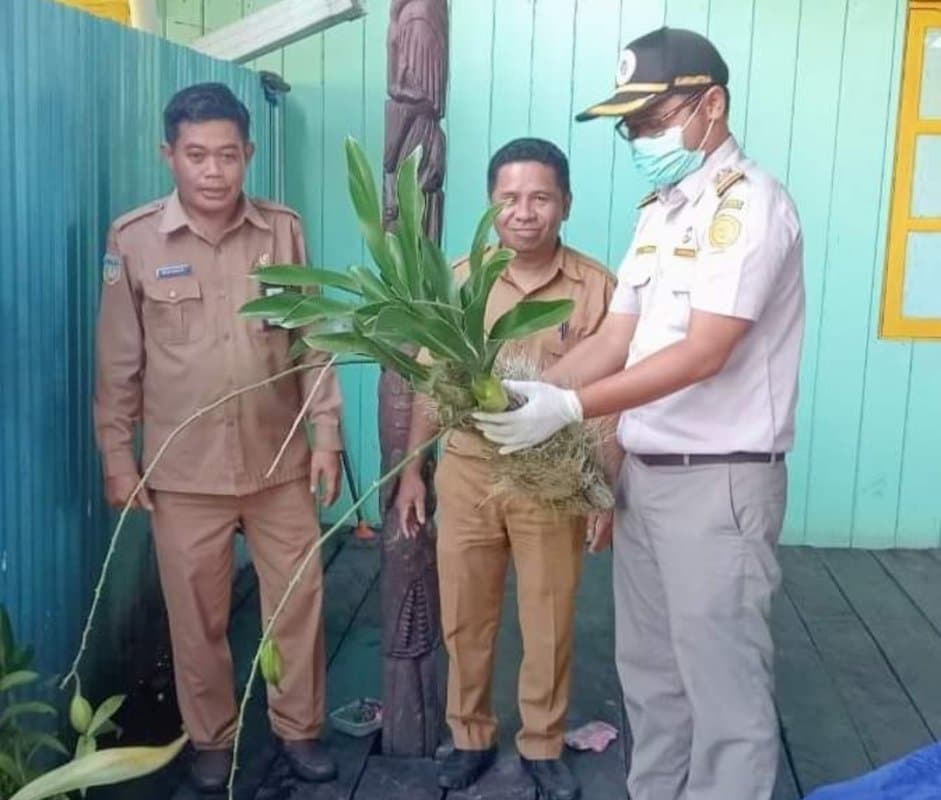 Ilustrasi berita MIMIKA: Ramaikan Penas, Pemda Asmat Boyong Anggrek Khas ke Padang