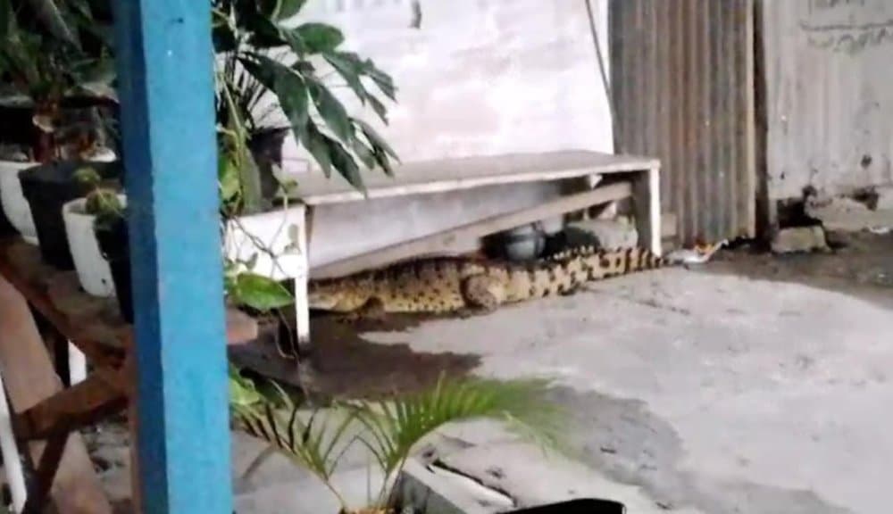 Ilustrasi berita MIMIKA: Geger, Seekor Buaya Misterius Berukuran Besar Masuk Rumah Warga Lorong Sejati Timika Papua