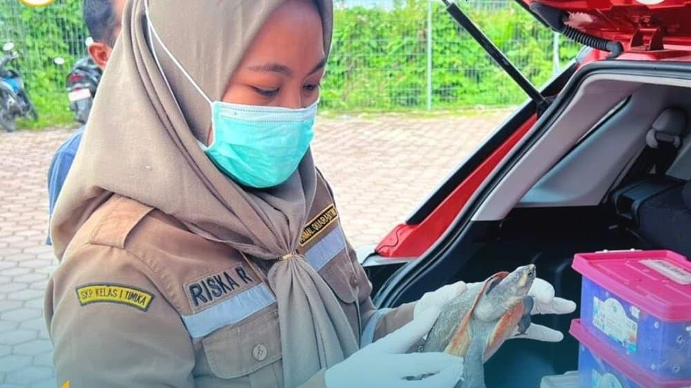 Ilustrasi berita MIMIKA: Dinyatakan Sehat, 30 Ekor Reptil Asal Timika Diterbangkan Menuju Pulau Jawa