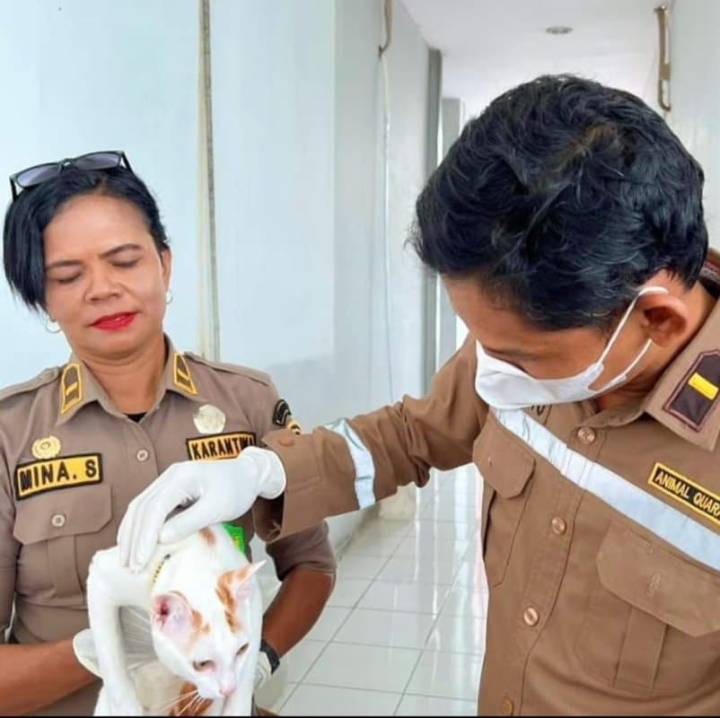 Ilustrasi berita MIMIKA: Terlanjur Sayang, Warga Mimika Bawa Satu Ekor Kucing Lokal Pulang Kampung ke Kalimantan Timur
