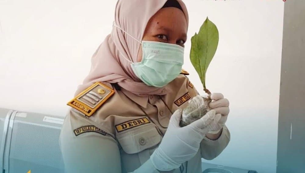 Ilustrasi berita MIMIKA: Tanaman Herbal Andalan Papua, 50 Bibit Sarang Semut asal Timika Dikirim ke Jakarta