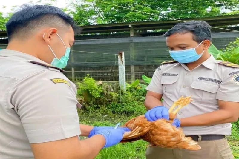 Ilustrasi berita MIMIKA: Antisipasi 'Avian Influenza' Masuk Timika, Karantina Pertanian Rutin Lakukan Pengambilan Sampel Darah Ayam