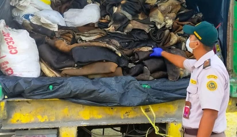 Ilustrasi berita BERITA UTAMA: 25 Ton Kulit Sapi Kering Asal Nabire Lolos Pemeriksaan Karantina, Siap Dikirim ke Jawa Timur