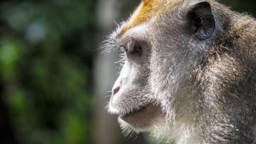 Teknisi Kapal AS Diserang Monyet Saat Perjalanan Menuju Selat Hormuz