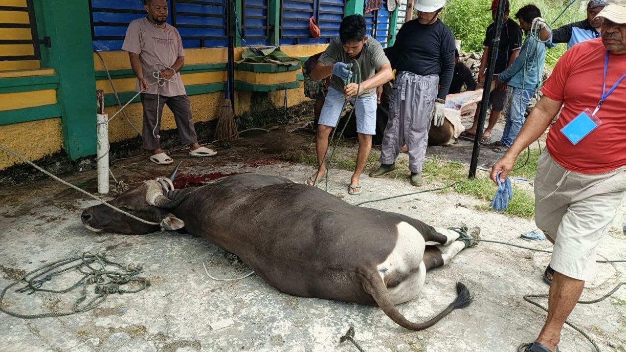 Ilustrasi berita PAPUA: Sebanyak 11 Sapi Kurban Ditemukan Terjangkit Cacing Hati, Organ Dimusnahkan
