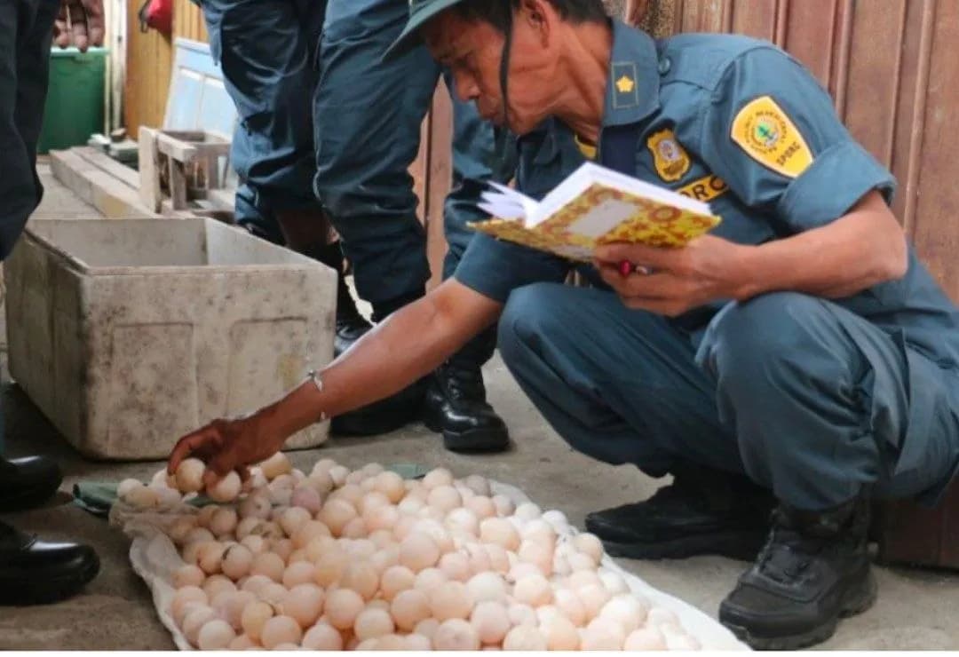 Ilustrasi berita Mimika: Kemenhut Ungkap Perdagangan Ratusan Telur Satwa Dilindungi di Mimika