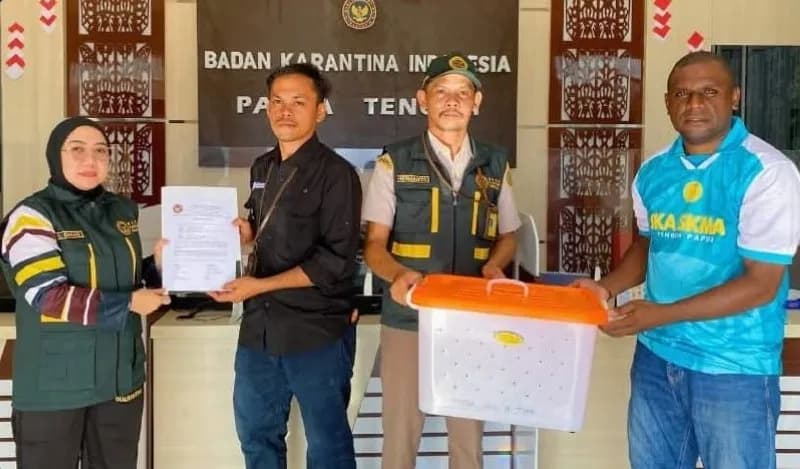 Ilustrasi berita Mimika: Karantina Papua Tengah Gagalkan Pengiriman Ilegal Ular Sanca Hijau  Lewat Kargo Bandara Timika