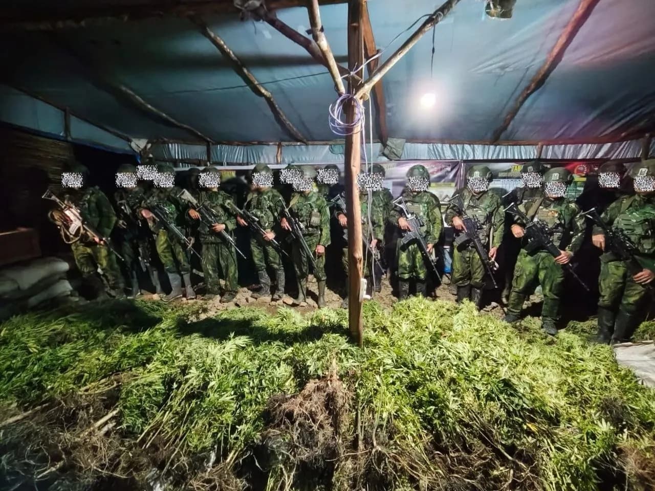 Ilustrasi berita Papua: Koops TNI Habema Bongkar Ladang Ganja di Yahukimo, 5.000 Batang Disita dari Dua Lokasi