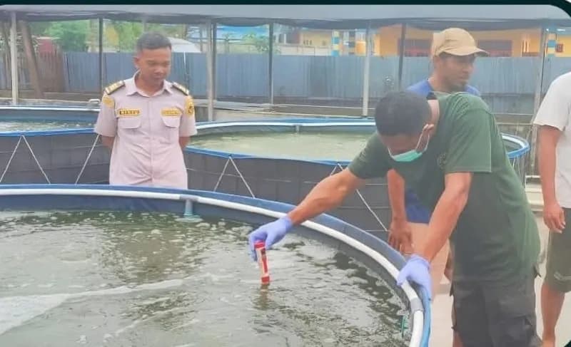 Ilustrasi berita Mimika: Waspada! Karantina Papua Tengah Pantau Sebaran Ikan Invasif Red Devil di Mimika