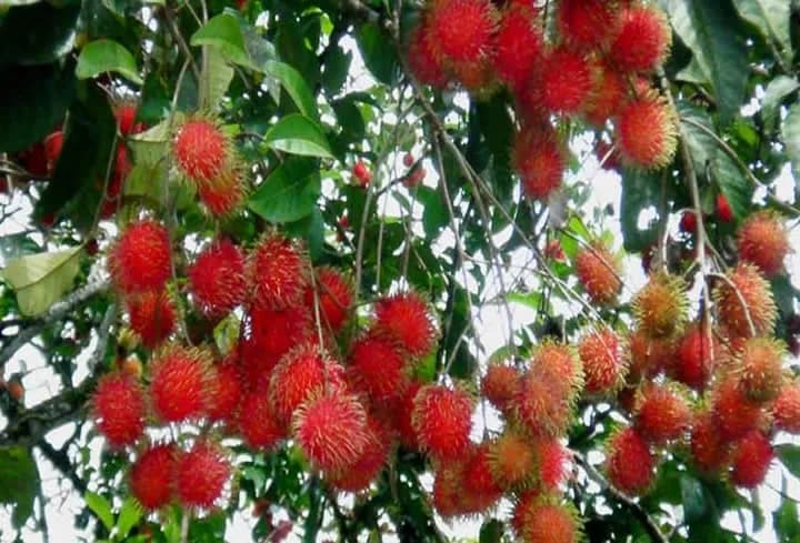 Manfaat Rambutan