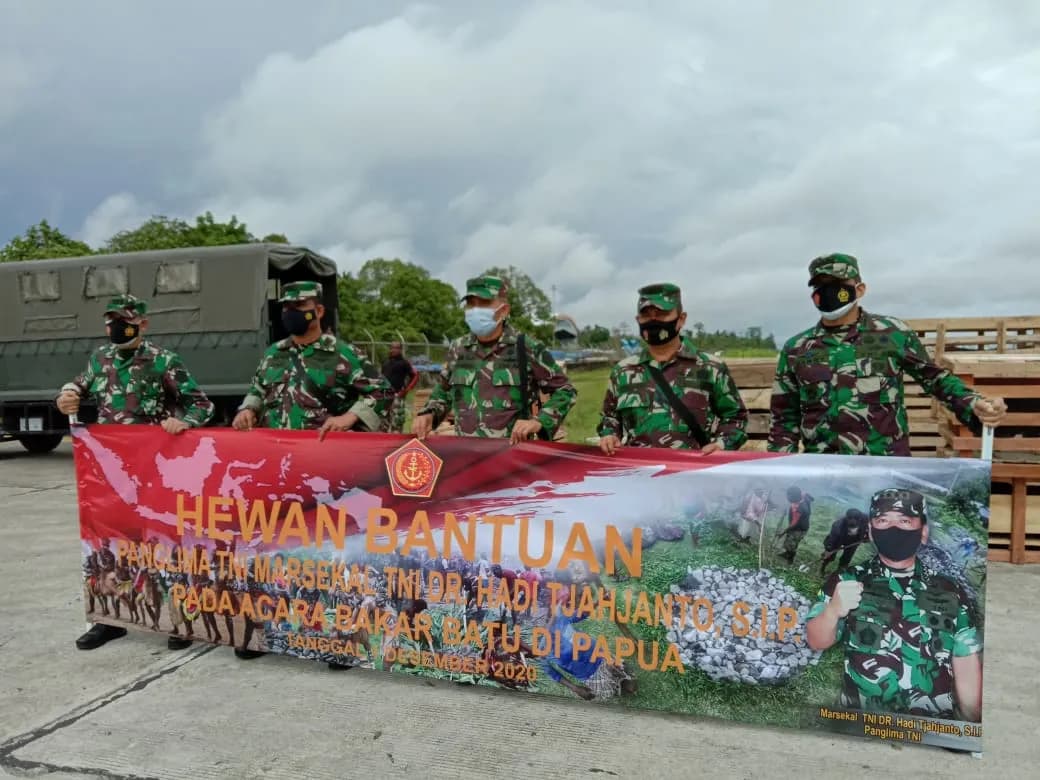 Ilustrasi berita MIMIKA: Diangkut Pesawat Hercules, 59 Ekor Babi Bantuan Panglima TNI Tiba di Timika