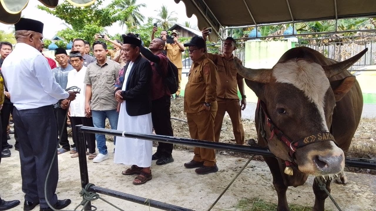 Ilustrasi berita NASIONAL: 75 Masjid di Kabupaten Jayapura Terima Bantuan Sapi Kurban dari Pemkab