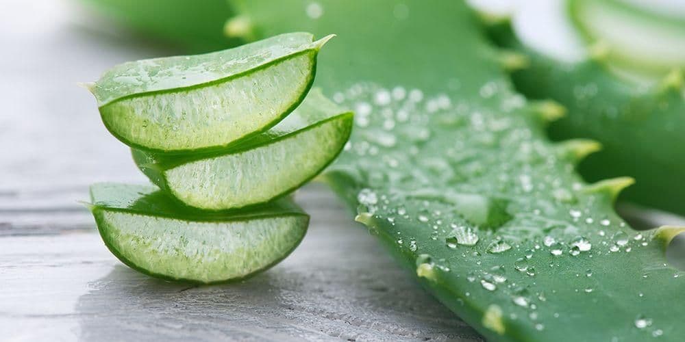 segudang manfaat lidah buaya untuk kesehatan dan kecantikan anda 1569208083