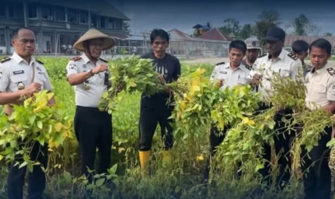 Ilustrasi berita Mimika: Panen Kedelai di Lahan Pertanian Warga Binaan, Lapas Timika Dukung Ketahanan Pangan Lewat Sektor Pertanian