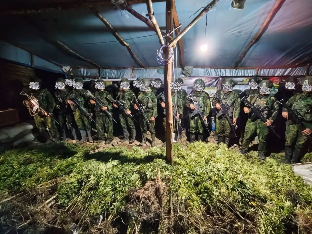 Nampak ribuan batang ganja yang ditemukan dan diamankan Satgas Pamtas RI–PNG Mobile Yonif 725/Woroagi Koops TNI Habema dari dua lokasi di Kabupaten Yahukimo, Papua Pegunungan.