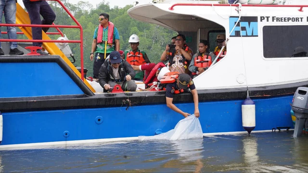 VP Environmental PTFI, Gesang Setyadi (kiri, bertopi), melepas secara simbolis 10.000 bibit ikan baramundi di Muara Tipuka, Distrik Mimika Timur, Kamis (28/5).