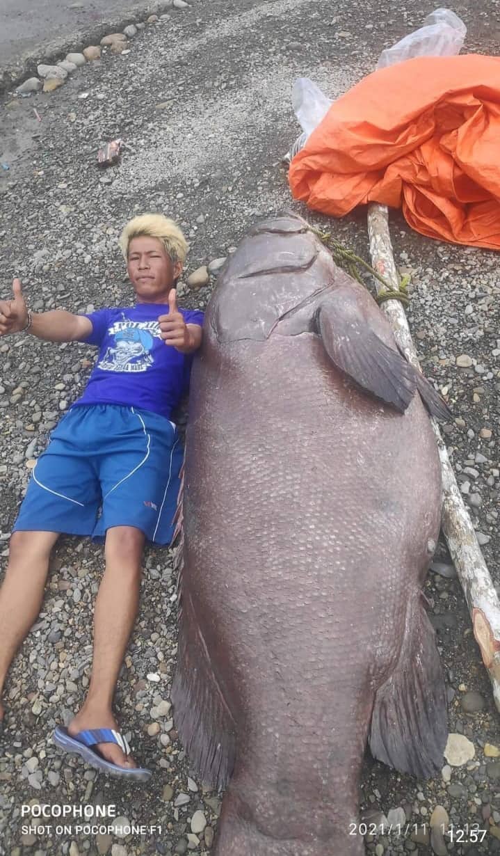 Ilustrasi berita Mimika: Heboh!!! Ikan Karapu Sebesar Manusia Dewasa Terdampar di Pomako