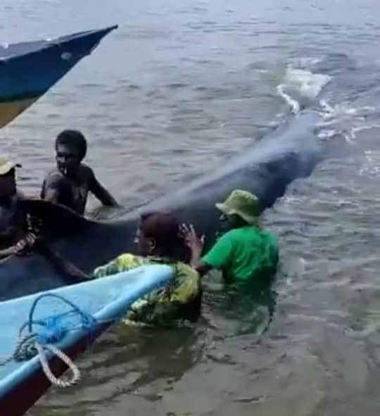 Ilustrasi berita Mimika: Nelayan dan Warga Selamatkan Paus Raksasa yang Terdampar di Pantai Potowayburu
