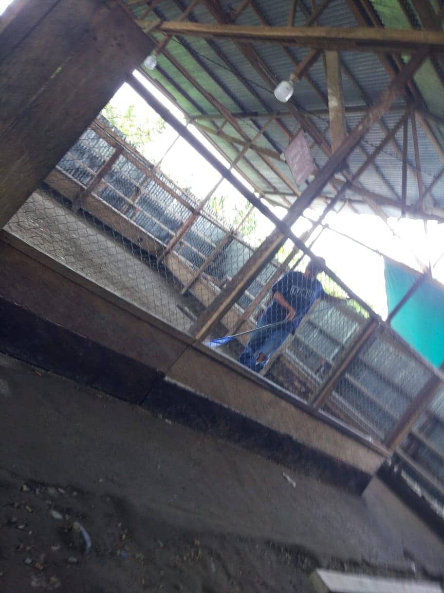 Ilustrasi berita Mimika: Belum Dihentikan Polisi !!! Arena Sabung Ayam SP 1 Hari Minggu Makin Ramai, Suara Teriakan Bergemuruh