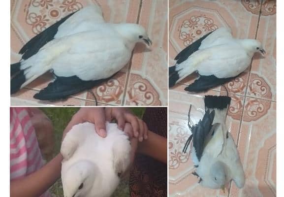 Ilustrasi berita Mimika: Marak Penjualan Burung "Merpati Hutan" di Pomako, BKSD Diminta Cek Apakah Burung Langka