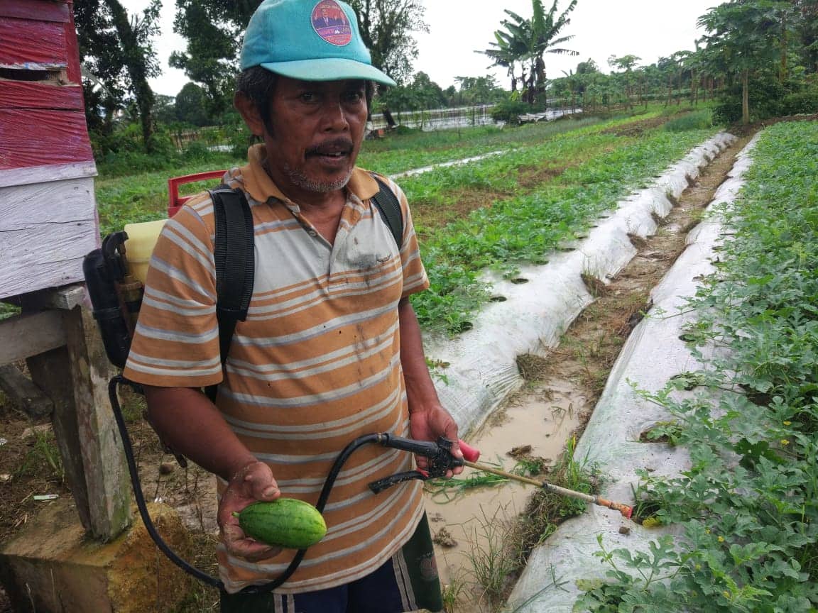Ilustrasi berita Mimika: Timika Masuki Musim Hujan, Ancaman Gagal Panen, Petani Semangka Hanya Bisa Pasrah
