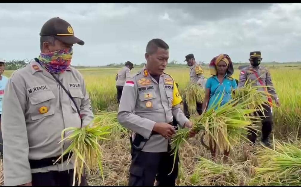 Ilustrasi berita Papua: Panen Perdana Bersama Mama Mama Papua, Kapolres Akui Padi India Varietas Unggul