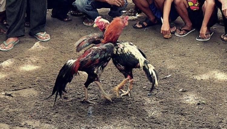 Ilustrasi berita Mimika: Diduga Judi Sabung Ayam Dikoordinir Oknum Warga Kilo 10 Berinisial MJ, Aparat Juga Sering ke Lokasi