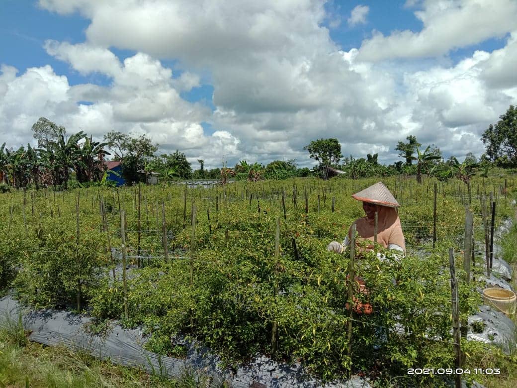 Ilustrasi berita Mimika: Produk Petani Lokal Tidak Terserap Pasar, Pemda Mimika Diminta Hentikan Pasokan Sayur dari Luar Timika