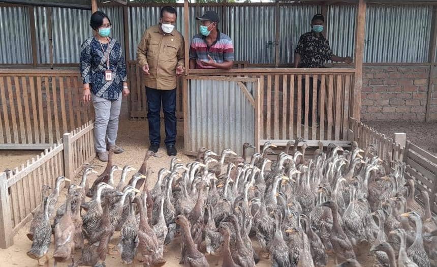 H.Sulaeman L Hamzah didampingi Kepala BPTP Papua, Martina Sri Lestari memantau bibit itik jenis mojo master dan alabi master di kandangnya di Semangga Jaya, Merauke. (Foto: Hendrik).