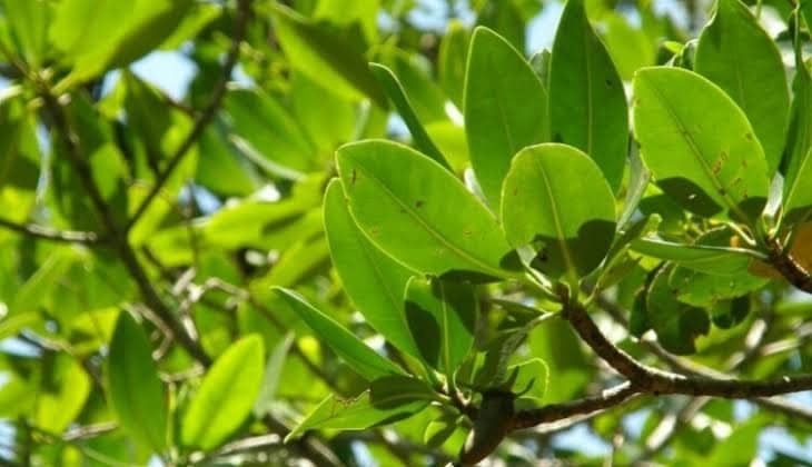 Ilustrasi berita Mimika: Teh Produksi Timika ini Banyak Dicari Para Perokok Aktif, Apa Sih Kegunaan Daun Mangrove Acanthus?
