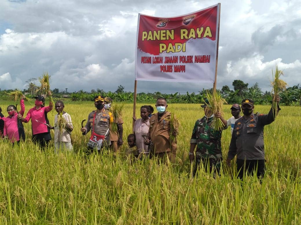 Ilustrasi berita Papua: Kapolres Mappi Ikut Panen Raya Padi di Lahan Sawah Seluas 10 Hektare Milik Mama Papua