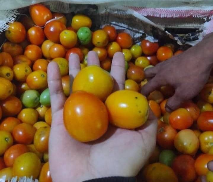 Harga tomat kian melambung