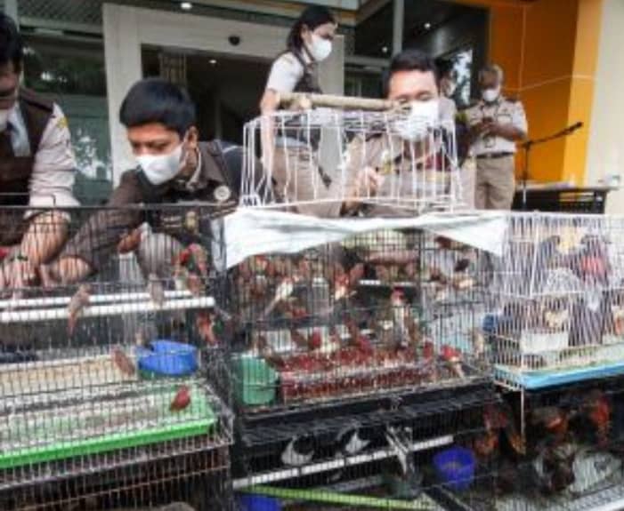 Hewan selundupan yang berhasil diamankan petugas.