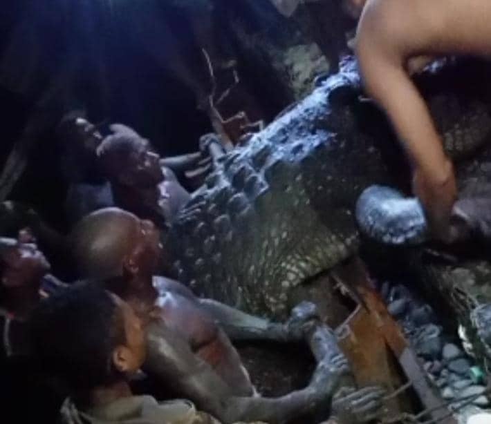 Warga mengevakusi buaya