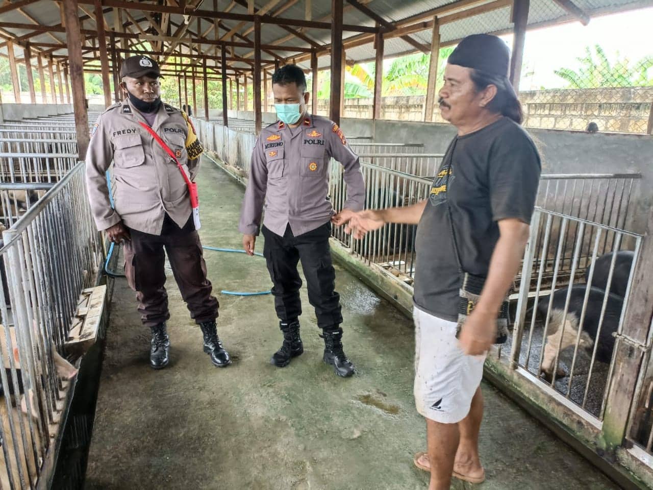 Ilustrasi berita Papua: Satgas Binmas Noken Nduga Kunjungi Spot Ternak Babi di Jayapura, Rencana Kembangkan di Wilayah Pegunungan