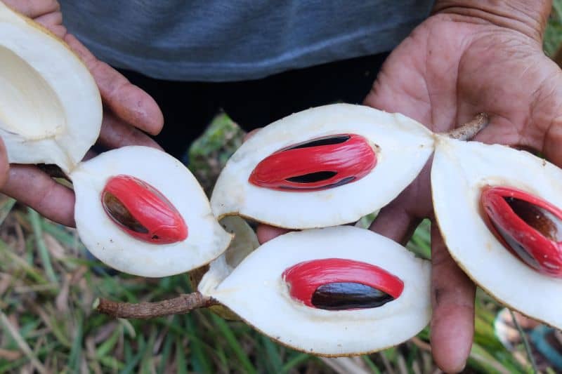 Varian biji pala yang paling dikenal biasanya berasal dari Pulau Banda, Maluku, namun sebetulnya terdapat varietas berkualitas tinggi lainnya, yaitu pala yang berasal dari Fakfak, Papua Barat.