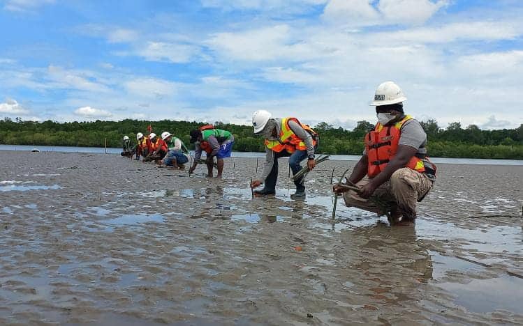 Ilustrasi berita Mimika: Sudah Menanam 2,6 Juta Pohon Mangrove di Atas Lahan Seluas 450 Hektare (Bagian 3)