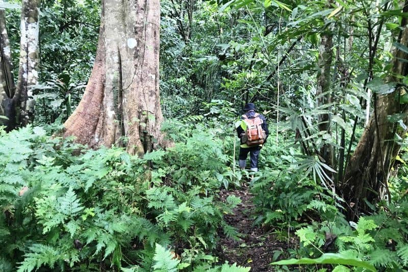 hutan adat