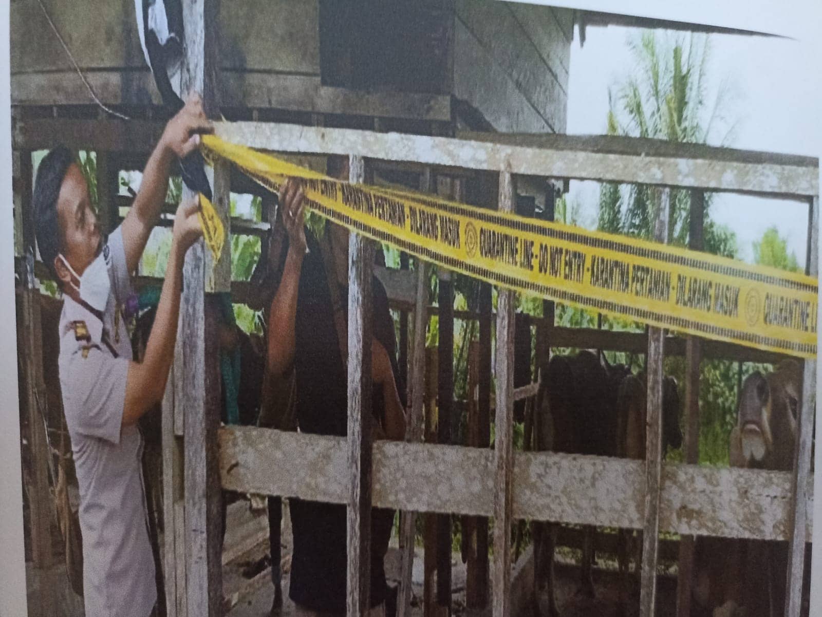 Kandang sapi dipasangi police line