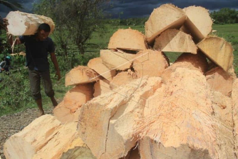 usaha pembuatan tepung sagu pb541q prv