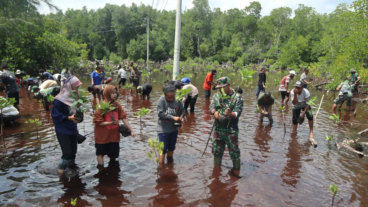 Ilustrasi berita Papua: Mahasiswa FMIPA Uncen Gandeng Korem 172/PWY Restorasi Hutan Mangrove Pantai Enggros Abepura