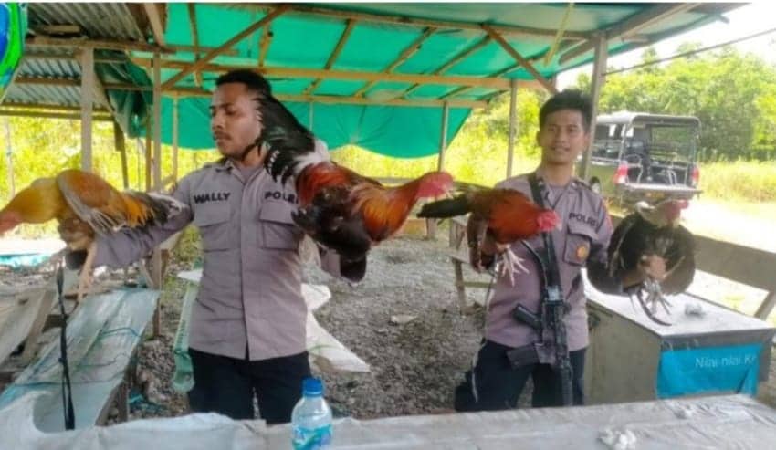 Ilustrasi berita Mimika: Terkenal Sakti Mandra Guna! Arena Judi Sabung Ayam di SP 1 Timika Akhirnya Digerebek, Tapi….