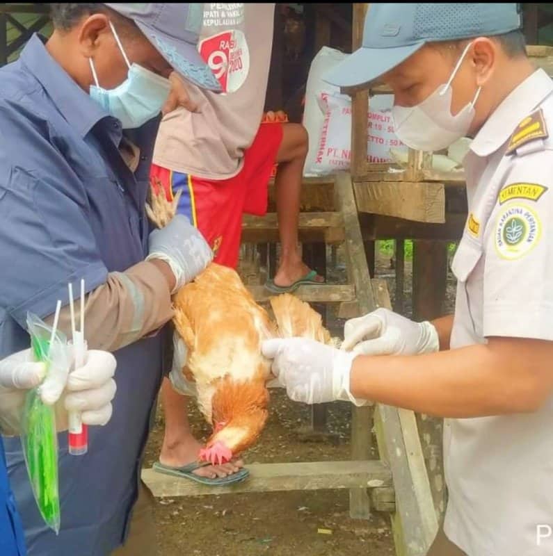 Ilustrasi berita Mimika: Cegah Avian Influenza, Karantina Timika Lakukan Pemantauan Daerah Persebaran HPHK