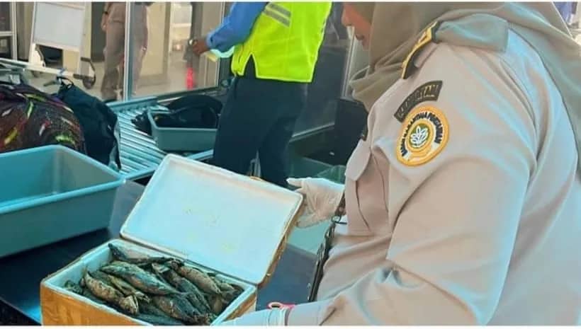 Ilustrasi berita Mimika: Virus ASF Menggila! Karantina Gagalkan Pengiriman 50 Kilogram Daging Babi asal Mimika Keluar Daerah