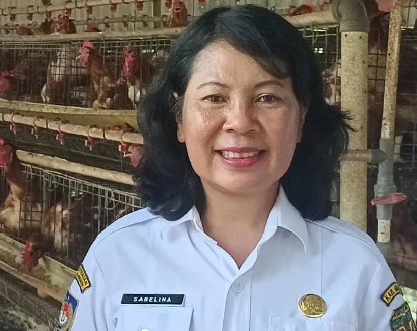 Ilustrasi berita Mimika: Stok Telur Untuk Warga Timika Menjelang Dua Hari Raya Mencukupi, Sehari Mampu Produksi 13 Ton