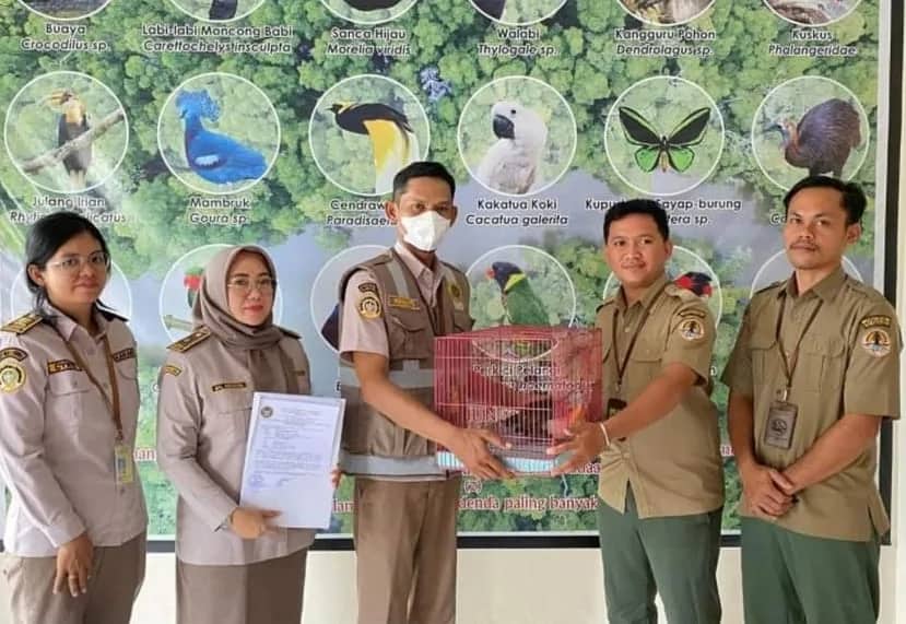 Ilustrasi berita Mimika: Tak Berdokumen Resmi, Satu Ekor Walabi Ditahan Petugas Karantina Bandara Mozes Kilangin Timika